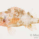 Image of Brock&#39;s scorpionfish