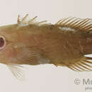 Image of Ocellate soapfish