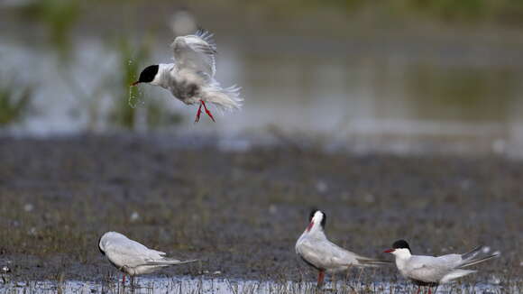 Image of Whiskered Tern