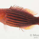 Image of Eight-lined wrasse