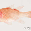 Image of Deetsie&;s cardinalfish