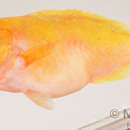 Image of Golden Grouper