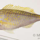 Image of Gold-tailed jobfish