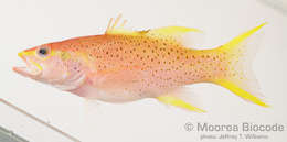 Image of Epinephelinae