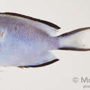 Image of Blackedged angelfish