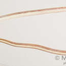 Image of Black-striped snake eel