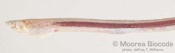 Image de Ophichthinae