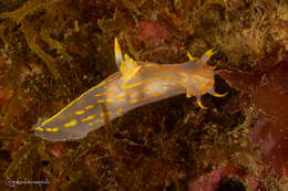 Imagem de Polycera marplatensis Franceschi 1928