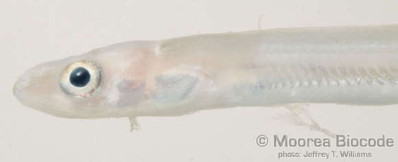 Image of Elopocephala