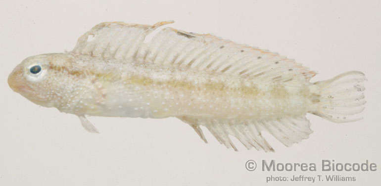 Image of Blennioidei