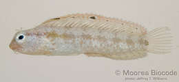 Image of Blennioidei