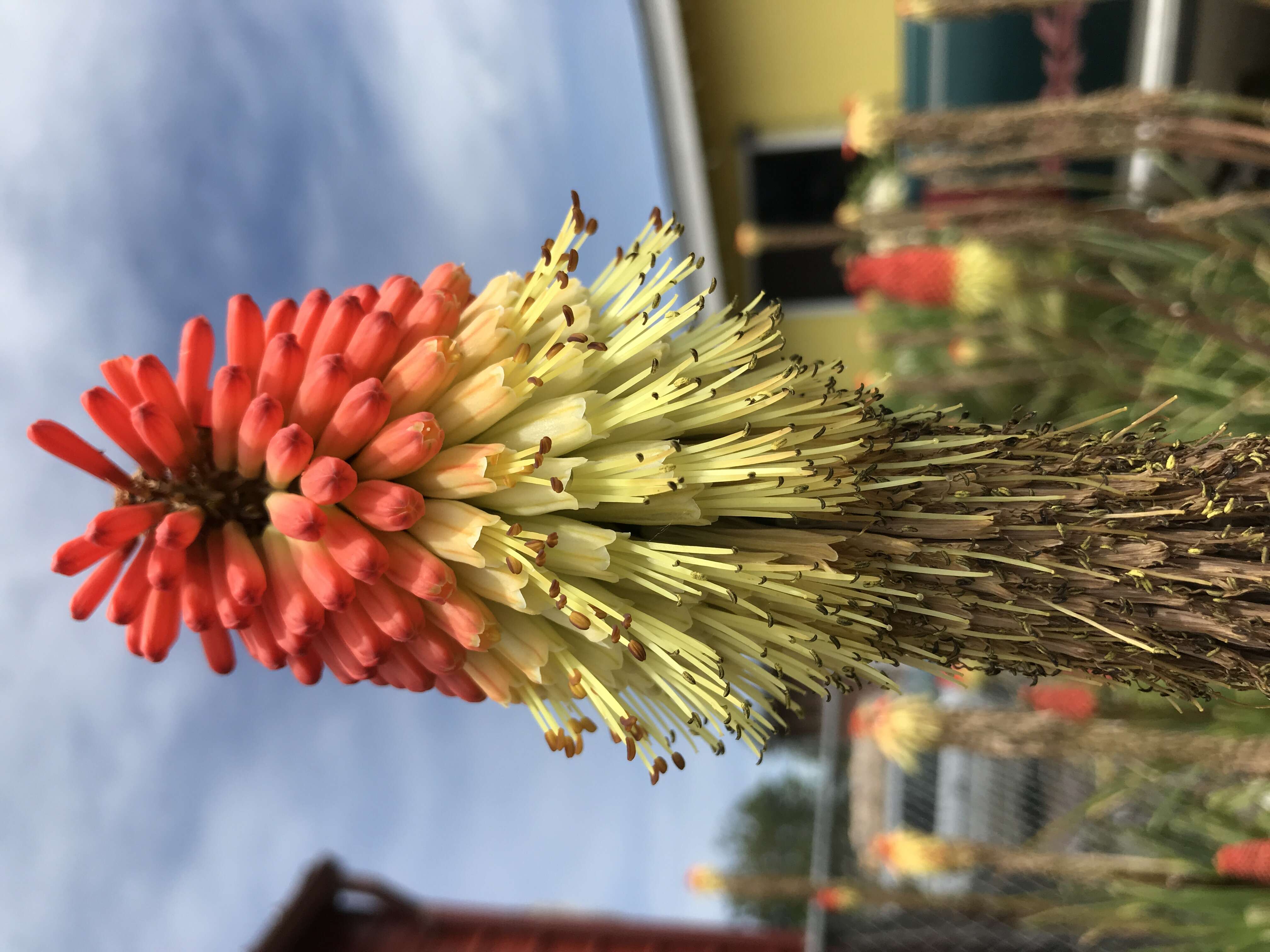 Imagem de Kniphofia uvaria (L.) Oken