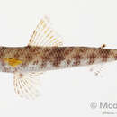 Image of Gracile lizardfish