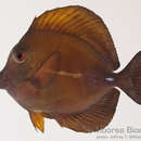 Image of Blue-lined Tang