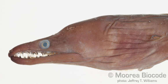 Image of Elopocephala