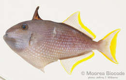 Image of triggerfishes