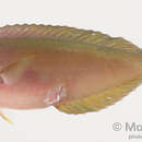 Image of Rust-banded wrasse