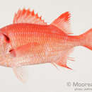 Image of Big eye soldierfish