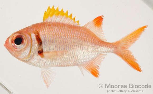 Image de Myripristinae