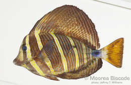 Слика од Acanthuroidei