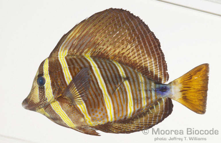 Слика од Acanthuroidei