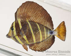 Слика од Acanthuroidei