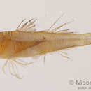 Image of Crossroads goby
