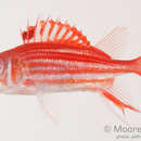 Image of Fine-lined Squirrelfish