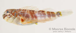 Image of Blennioidei