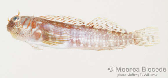 Image of Blennioidei