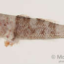 Image of Cheekscaled frill-goby