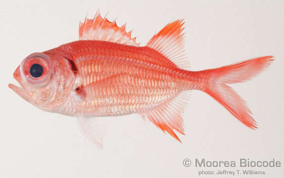 Image of Myripristinae