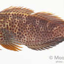 Image of spotted blenny