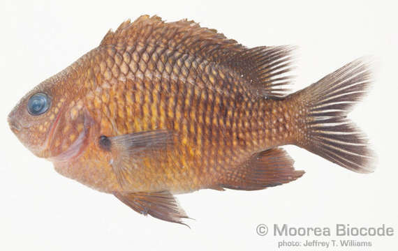 صورة Stegastes fasciolatus (Ogilby 1889)