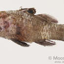 Image of Ocellate cardinalfish