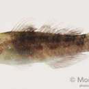 Image of Blue-speckled rubble goby