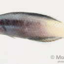 Image of Bicolor Cleaner Wrasse