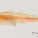 Image of Cling goby