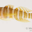 Image of Convict goby