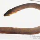 Image of Pacific long-finned eel