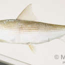 Image of Indo-Pacific bonefish