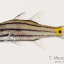 Image of Five-lined cardinalfish