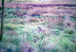 Image of Agile Wallaby