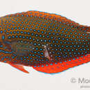 Image of Blue Spotted Wrasse