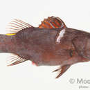 Image of Arrow-head soapfish
