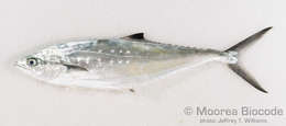 Image of Queenfishes