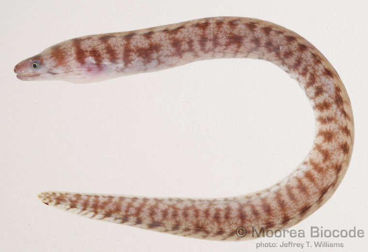 Image of Muraeninae