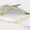 Image of Brassy trevally