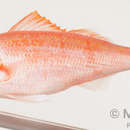 Image of Deepwater Red Snapper