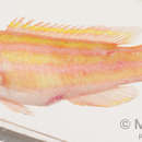 Image of Yellowstriped hogfish